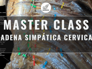 Master Class en video: CADENA SIMPÁTICA CERVICAL