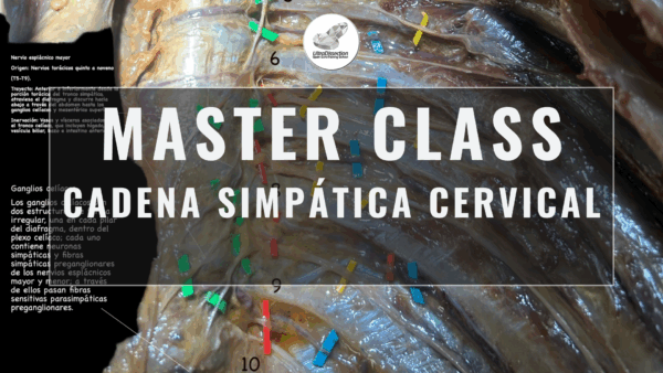 Masterclass 10 | Cadena Simpática Cervical