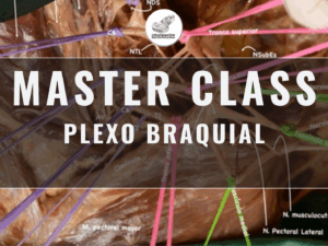 Master Class en video: PLEXO BRAQUIAL