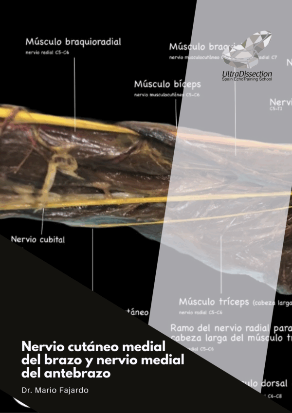 Libro Nervio cutáneo medial del brazo y nervio medial del antebrazo