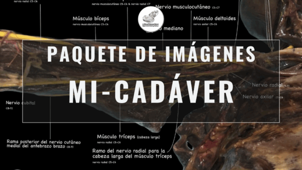 Paquete de Imágenes – Miembro Inferior en Cadáver (Nervios y Abordajes Guiados)