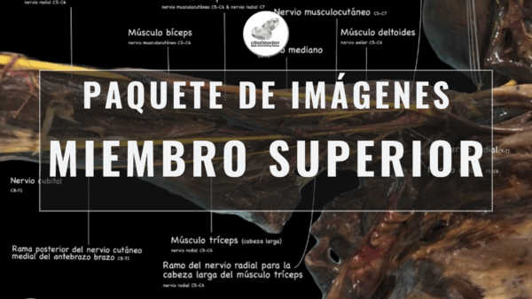 Paquete de Imágenes – Miembro Superior (Anatomía, Nervios y Abordajes)