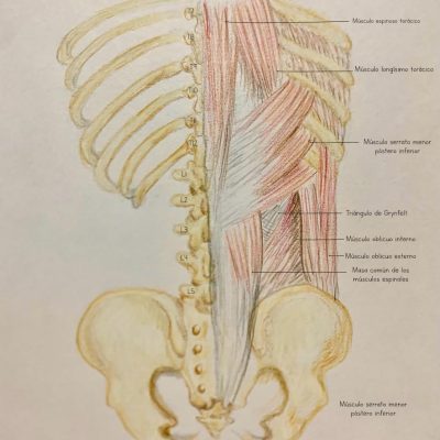 UPA-Ultradissection-Carrusel-anatomía- (10)