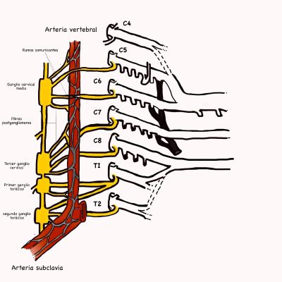 UPA-Ultradissection-Carrusel-anatomía- (11)