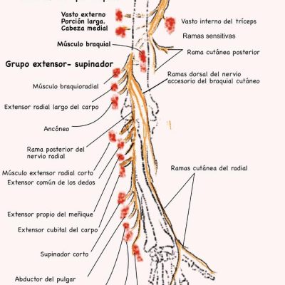 UPA-Ultradissection-Carrusel-anatomía- (12)
