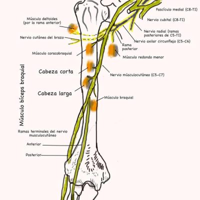 UPA-Ultradissection-Carrusel-anatomía- (13)