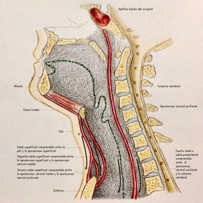 UPA-Ultradissection-Carrusel-anatomía- (3)