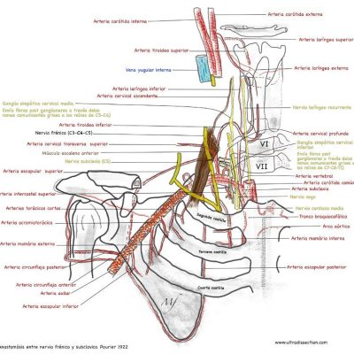 UPA-Ultradissection-Carrusel-anatomía- (4)