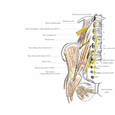 UPA-Ultradissection-Carrusel-anatomía- (8)