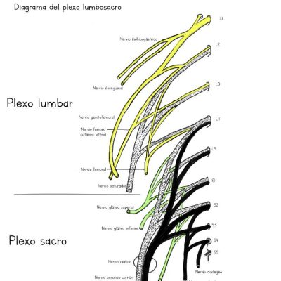 UPA-Ultradissection-Carrusel-anatomía- (9)